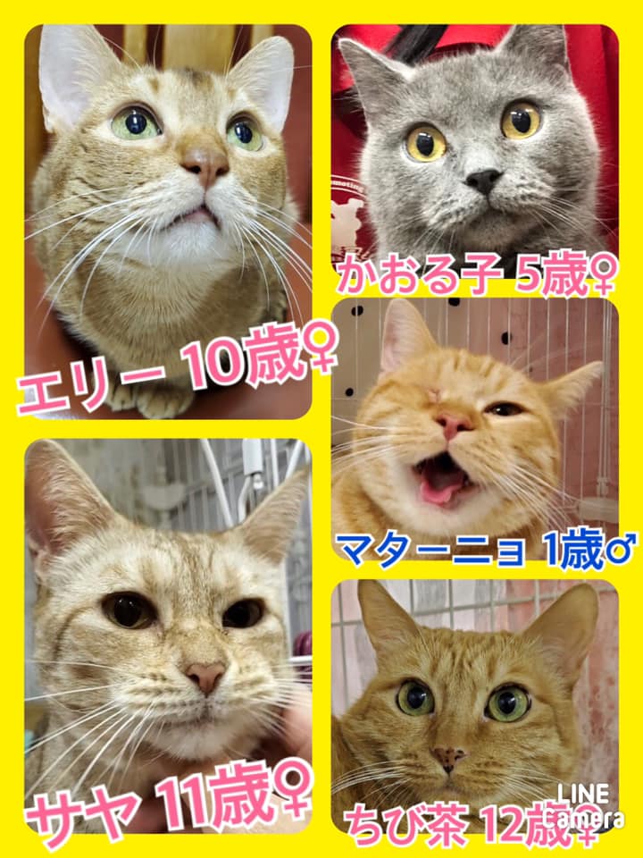 🐾今日の里親様募集中ニャンコ🐱メンバーです🐾2020,9,19